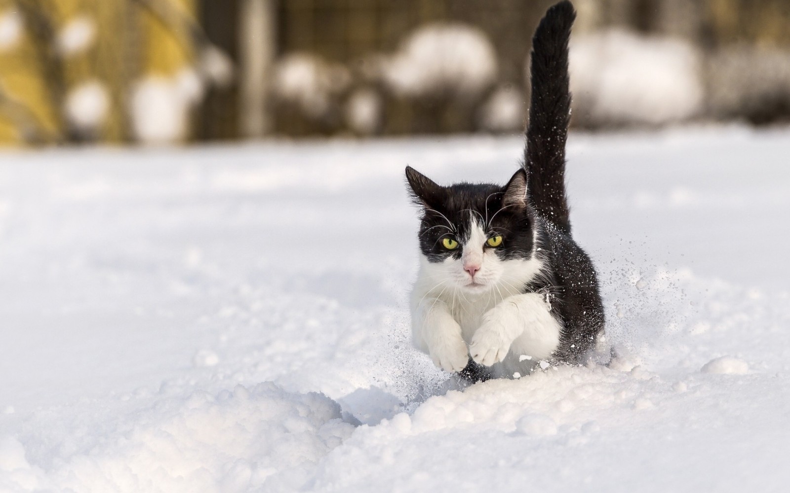 Черно-белая кошка бегает по снегу (кот, котёнок, снег, эгейская кошка, кошки маленьких и средних размеров)