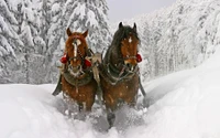 snow, freezing, mane, horse tack, pack animal wallpaper