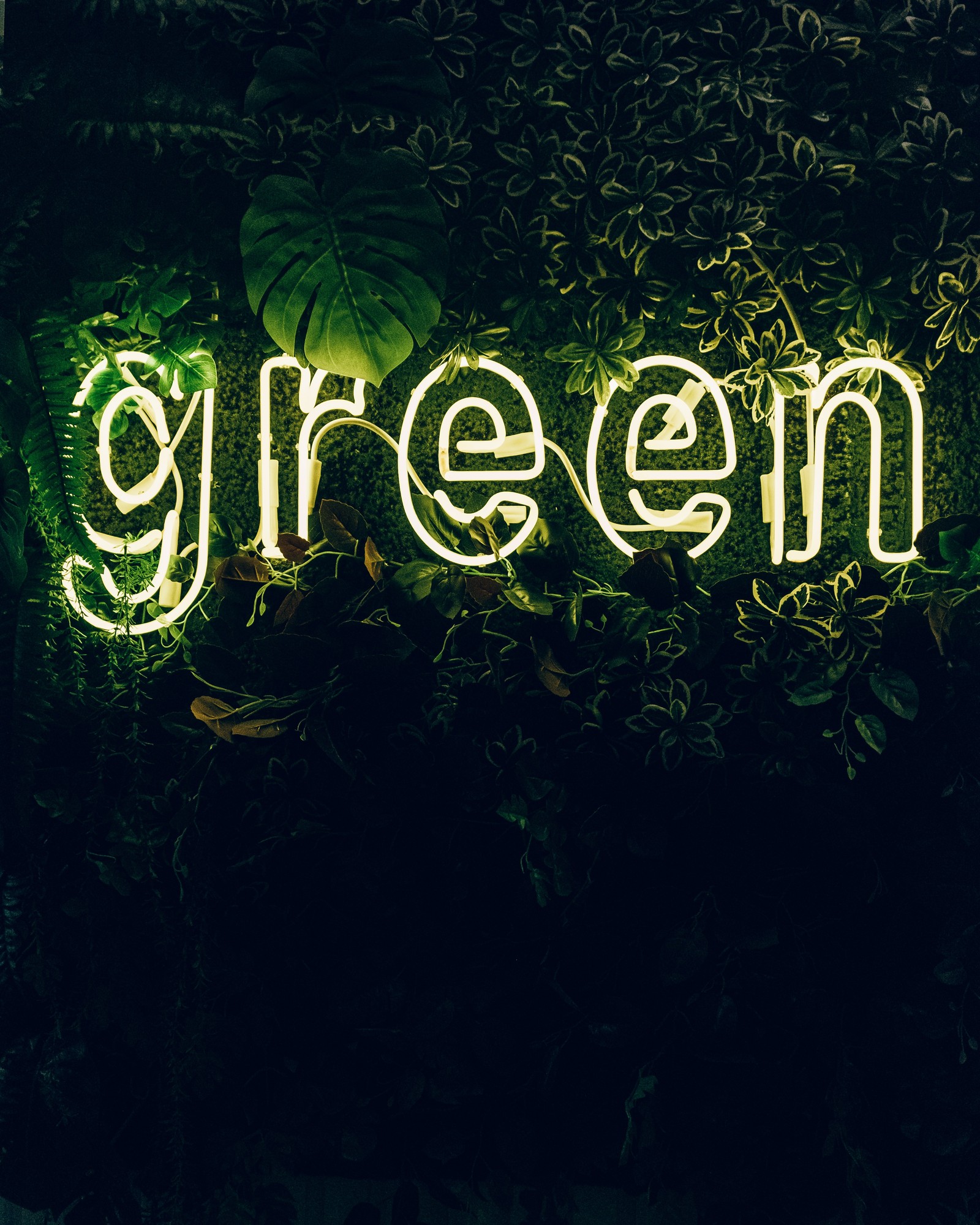 green, neon sign, plant, illuminated, leaves Download Wallpaper