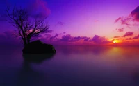 Arbre isolé silhouetté contre un coucher de soleil violet vif aux Maldives