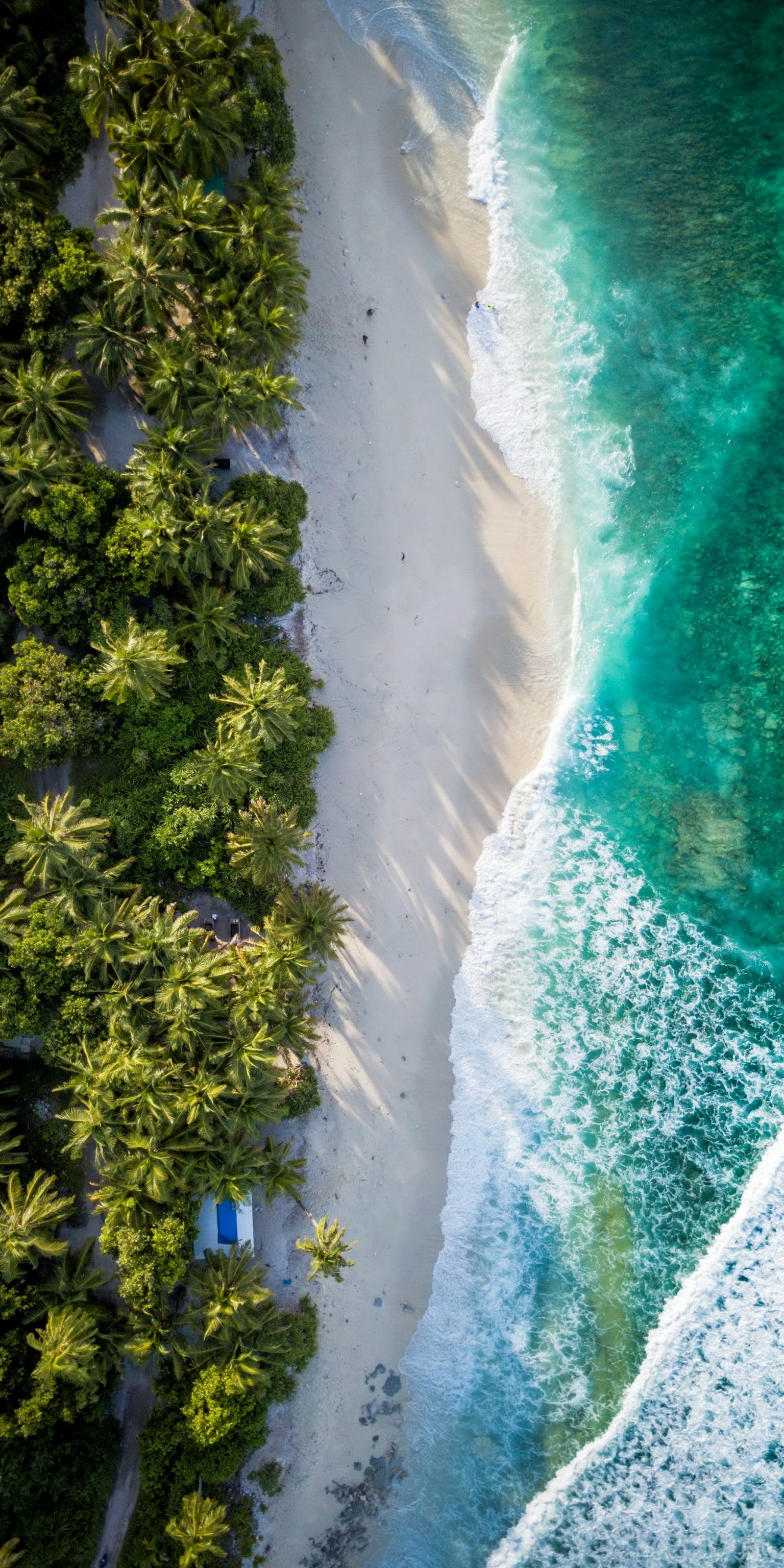 Vue aérienne d'une plage avec un bateau et des palmiers (vol, mer, nature, eau, plante)