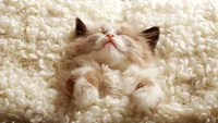 fluffy, cute kitten, furry, cozy, adorable wallpaper