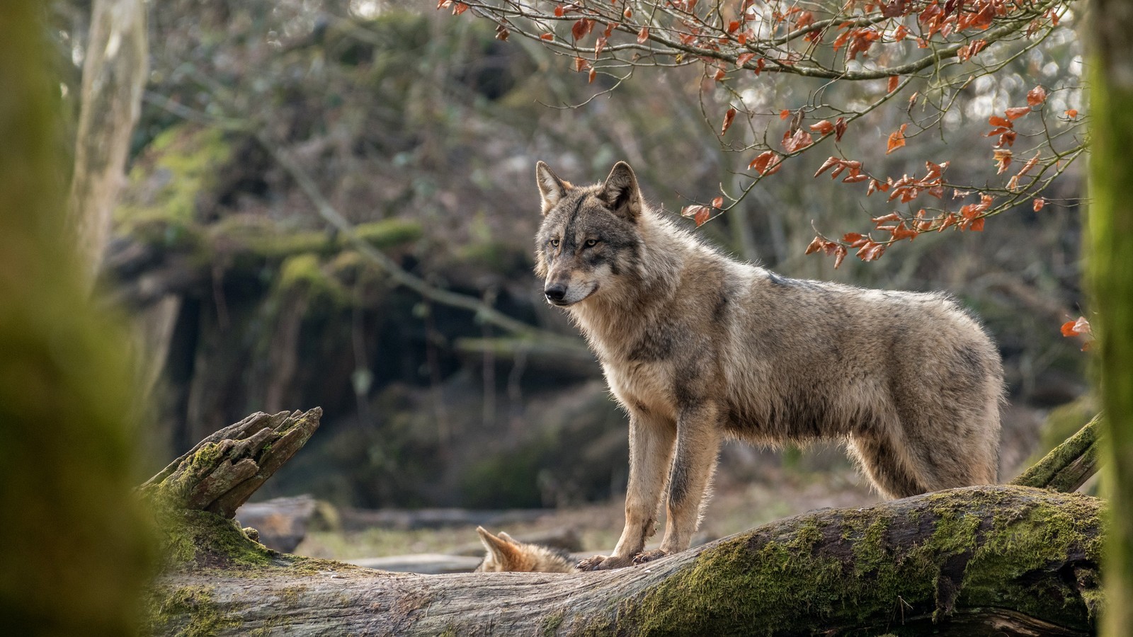 Un primer plano de un lobo de pie sobre un tronco en un bosque (lobo, vida silvestre, coyote, perro, bosque)