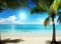 beach, tropics, palm tree, vacation, ocean wallpaper