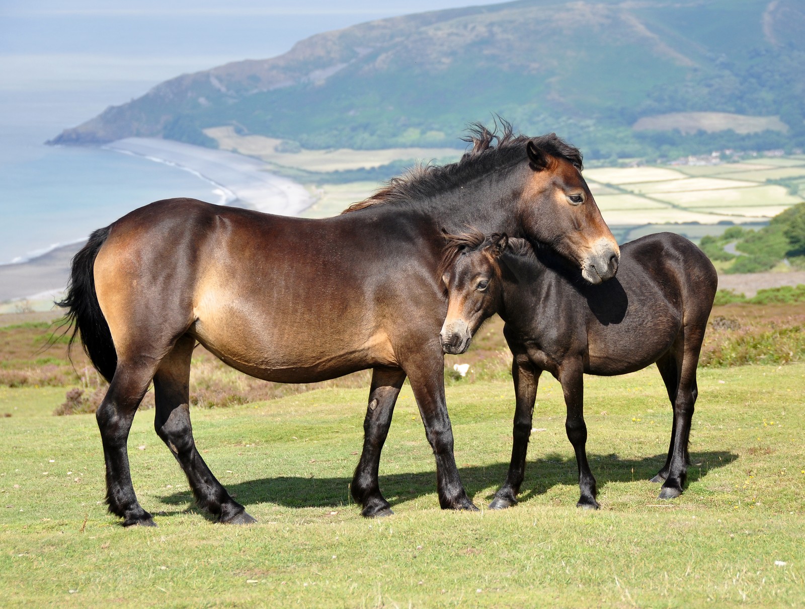 Hay dos caballos de pie juntos en un campo cerca del océano (pony, potro, yegua, caballo mustang, melena)