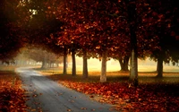 Serene Autumn Pathway Amidst Vibrant Leaves