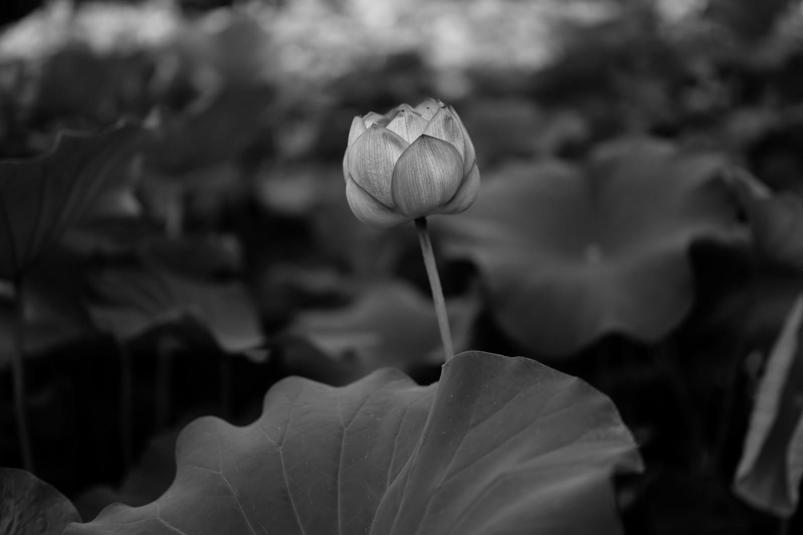 Ein schwarz-weiß foto einer lotusblume auf einem feld (knospe, blume, schwarz weiß, blatt, weiß)