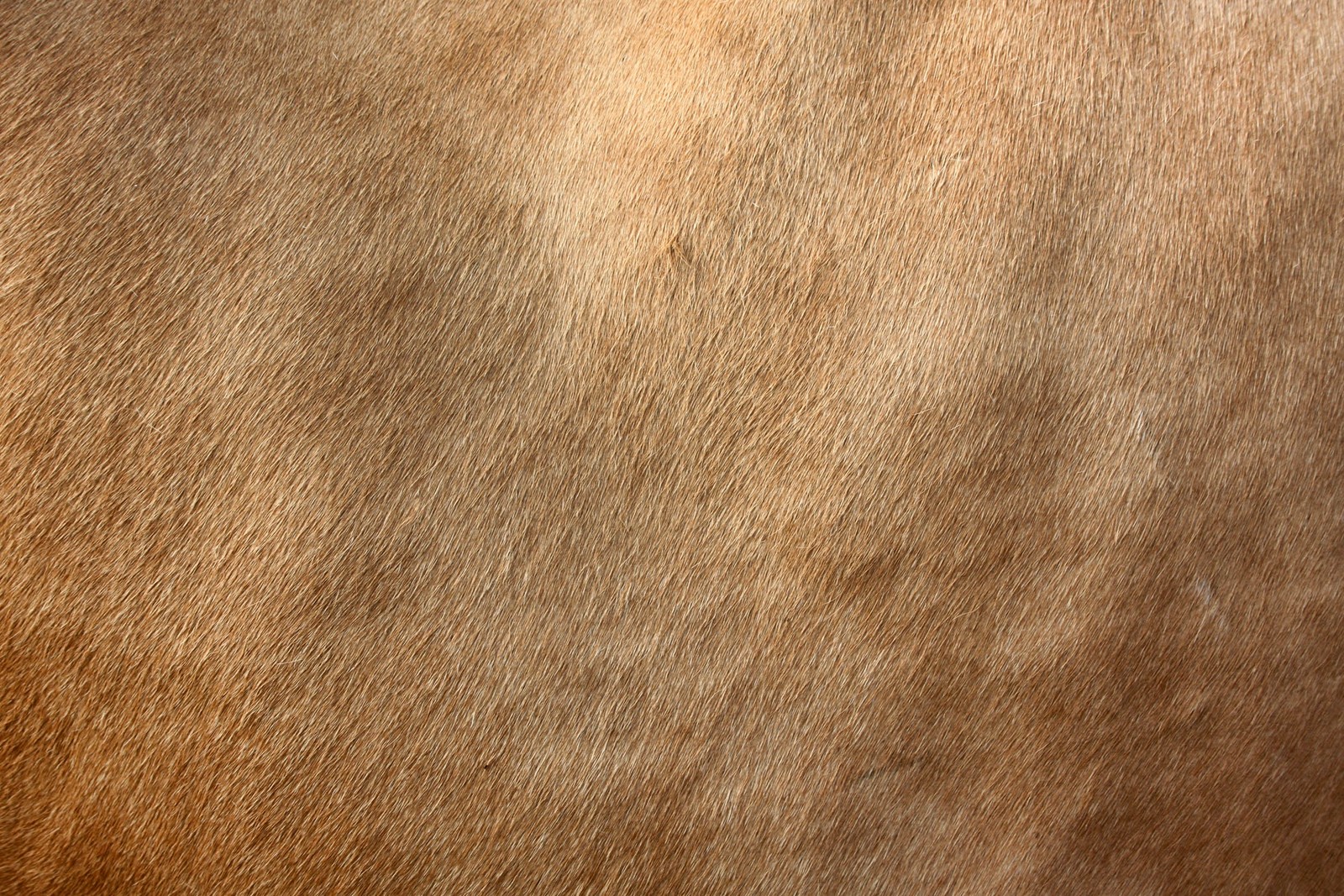 A close up of a horse's fur with a brown color (brown, texas, wood, marketing, manufacturing)