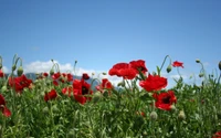 mohn, rot, wildblume, wolke, ökosystem