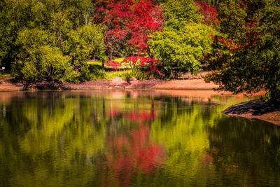 Reflexões de outono em um sereno lago de jardim botânico