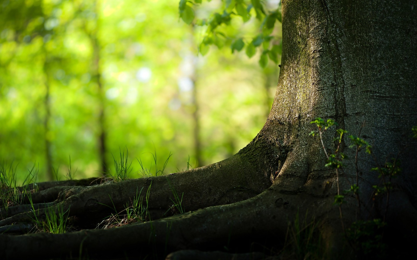 A close up of a tree with its roots exposed in the forest (tree, green, nature, vegetation, forest)