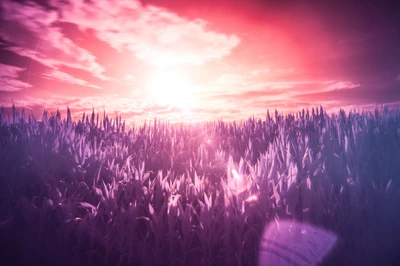 Vibrant Sunrise Over a Purple Field