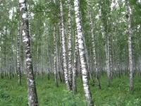 russie, russia, nature, arbre, forêt