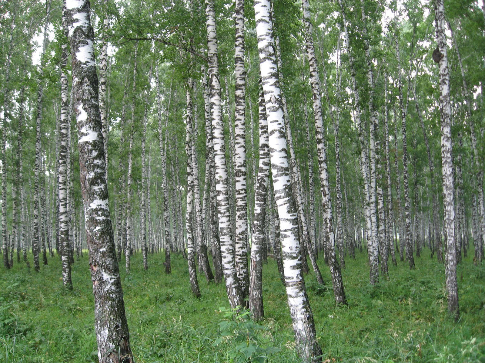 Il y a beaucoup d'arbres qui se tiennent dans l'herbe. (russie, russia, nature, arbre, forêt)