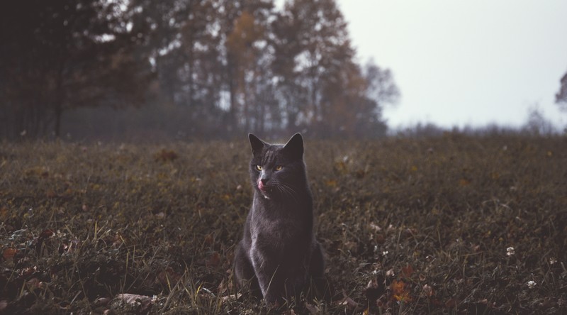 Черный кот сидит на траве (котёнок, черная кошка, дикая кошка, кот, felidae)