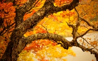 branch, tree, leaf, autumn, deciduous wallpaper