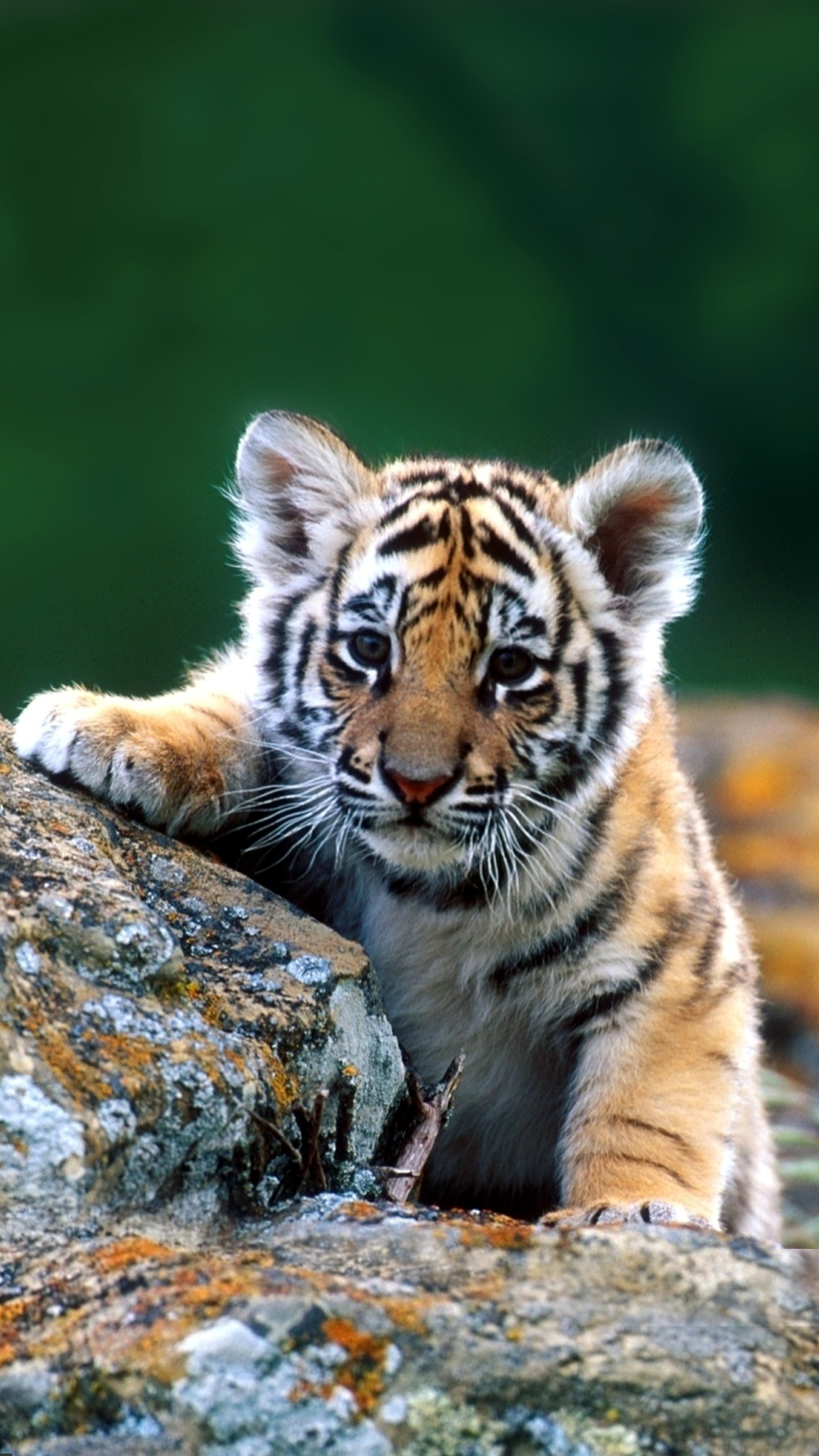 Hay un cachorro de tigre que está acostado sobre una roca (bebé, tigre)