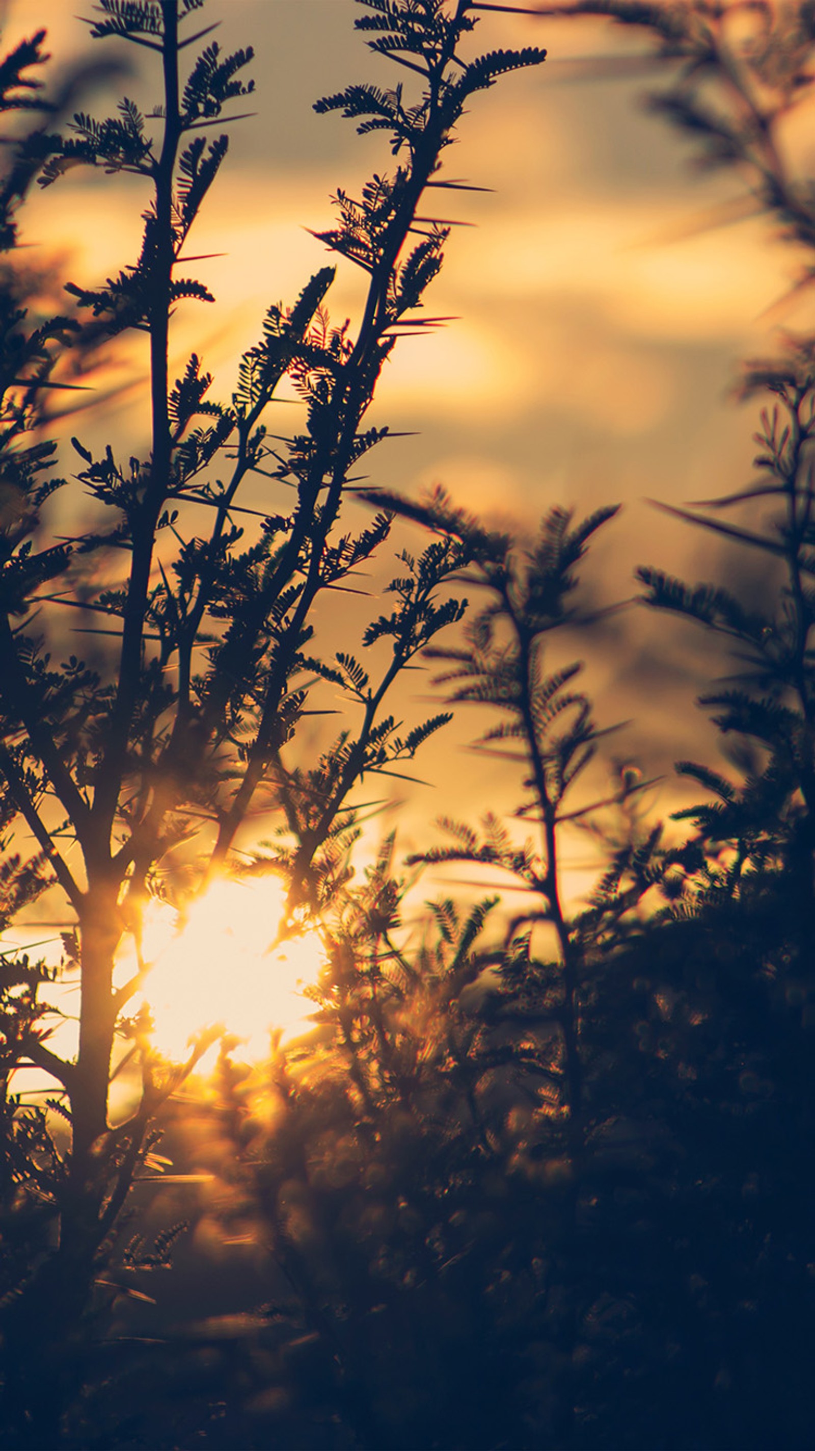 Lade natur, sonnenuntergang Hintergrund herunter