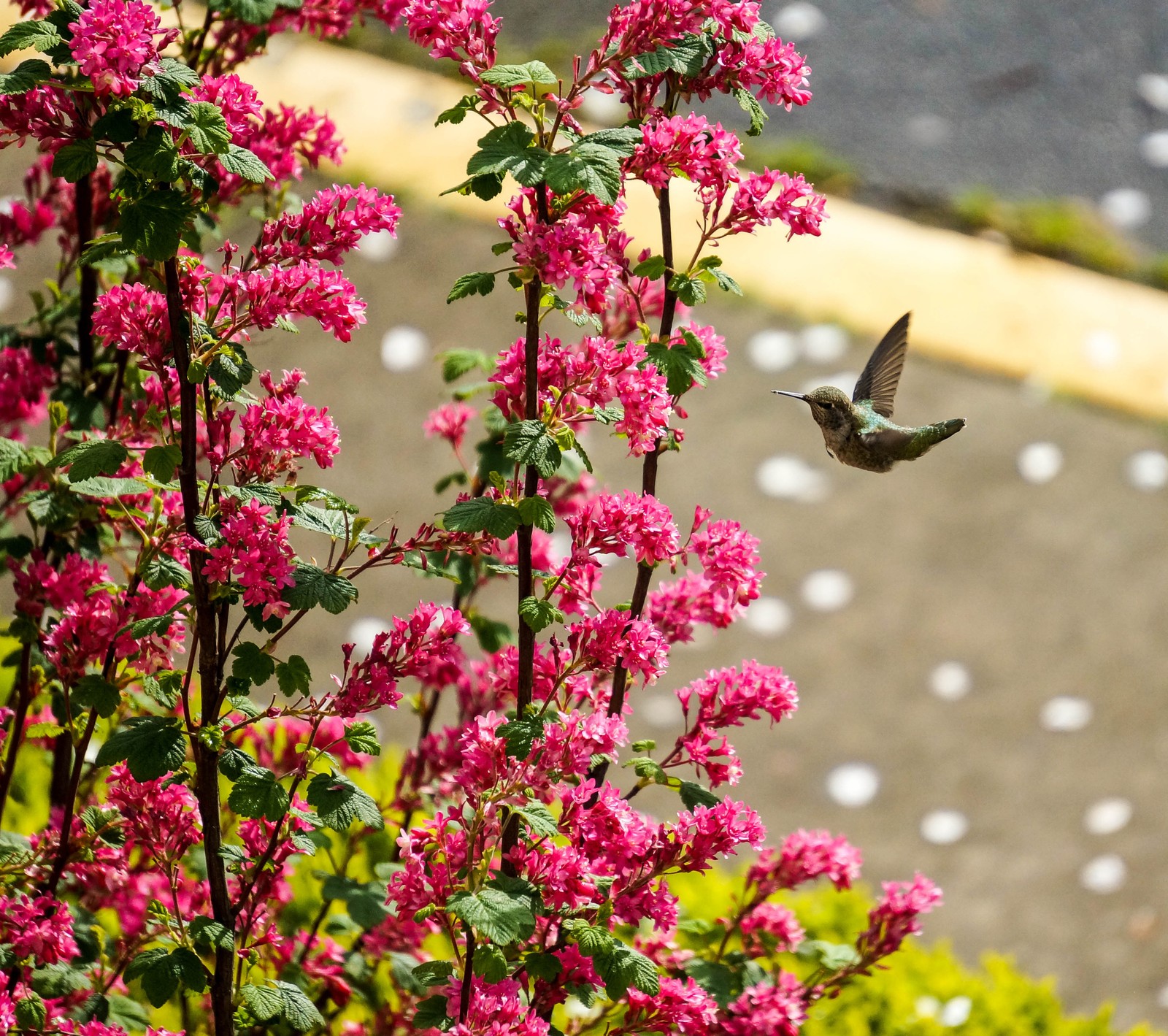 There is a hummingbird flying near a bush of pink flowers (flowers, pink)