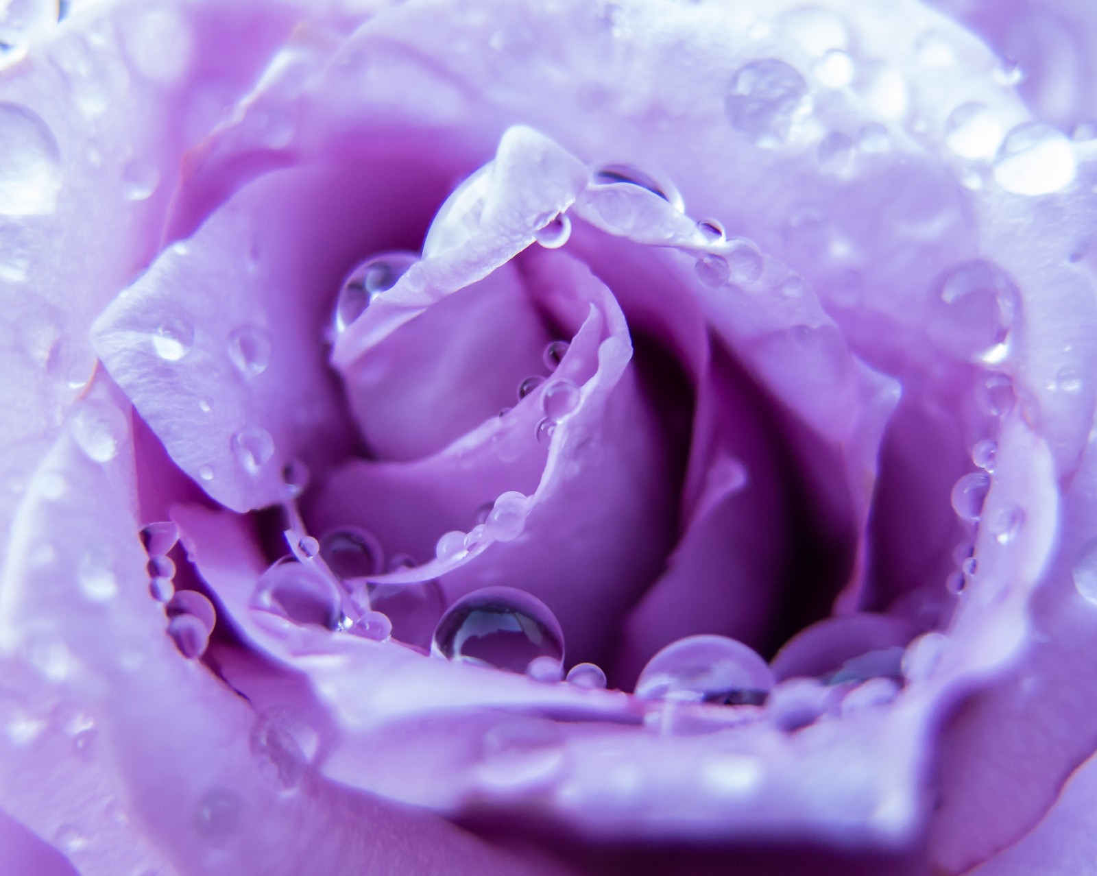 Um close-up de uma rosa roxa com gotículas de água (gotas, due, flor, flores, névoa)