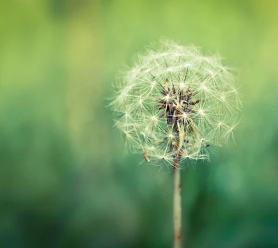 löwenzahn, blume, frisch, galaxie, hd