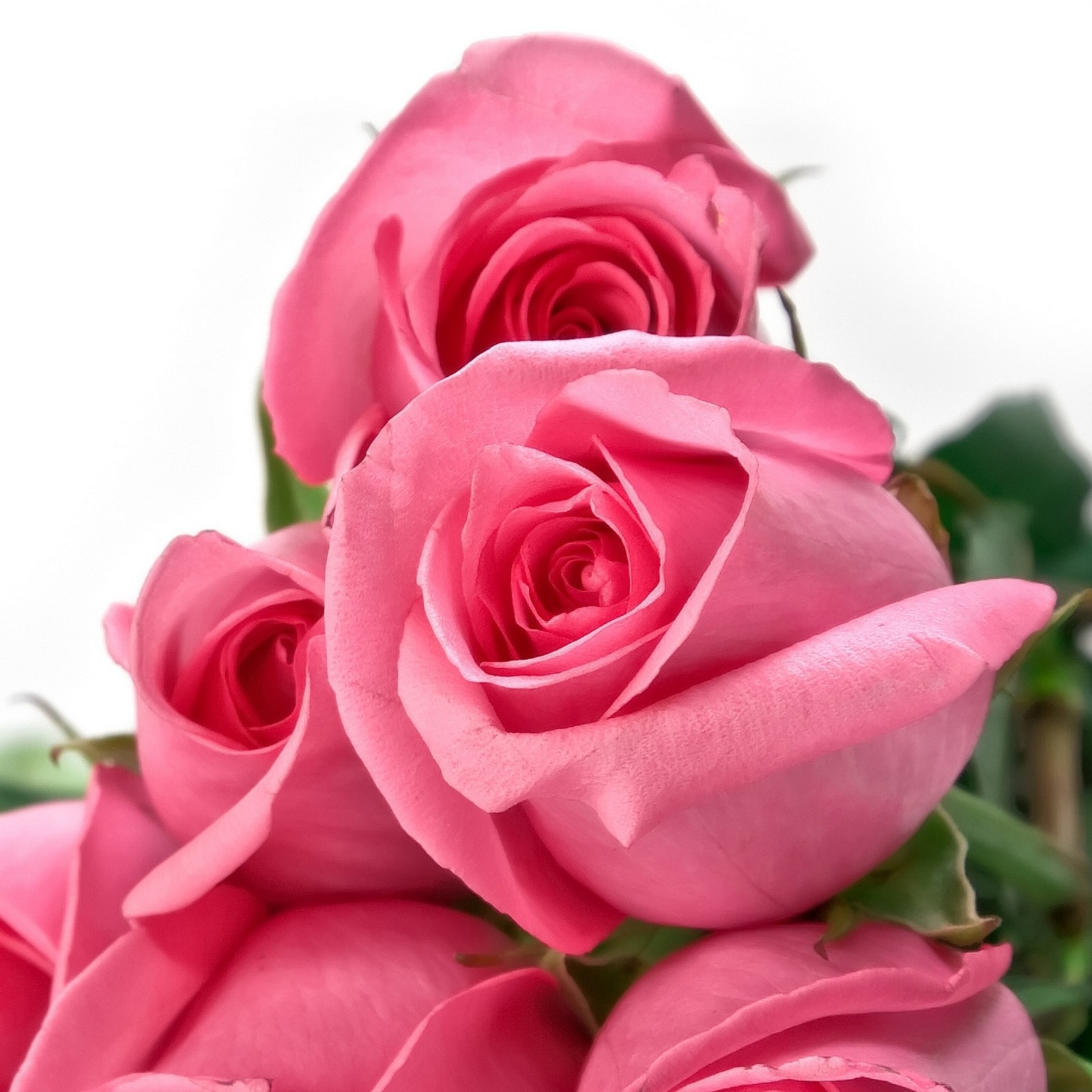 There are pink roses that are on a white background (for my friend, lovely, rose)