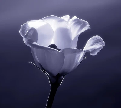 Elegante monochrome Blume in sanfter Beleuchtung.