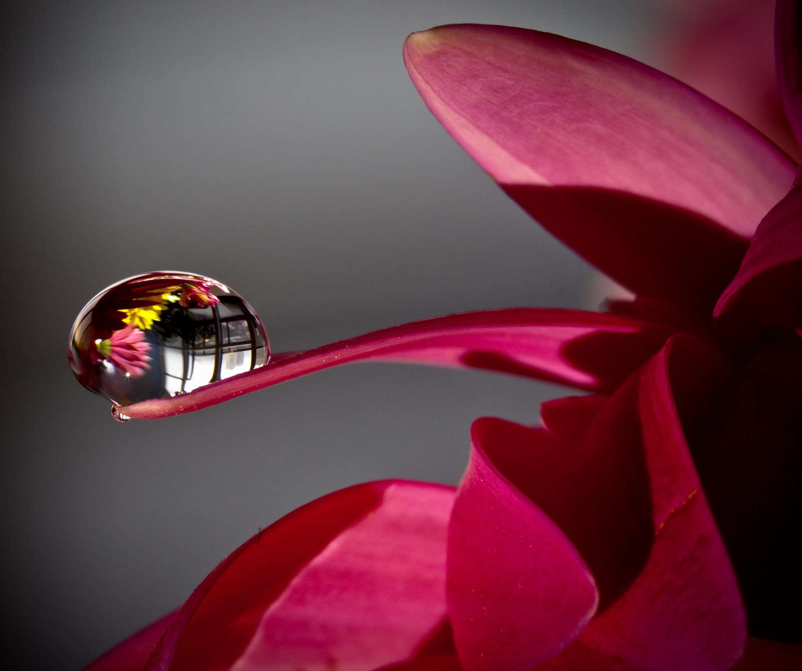 Gros plan d'une goutte d'eau sur une fleur avec un fond gris (beau, génial, goutte, fleur, amour)