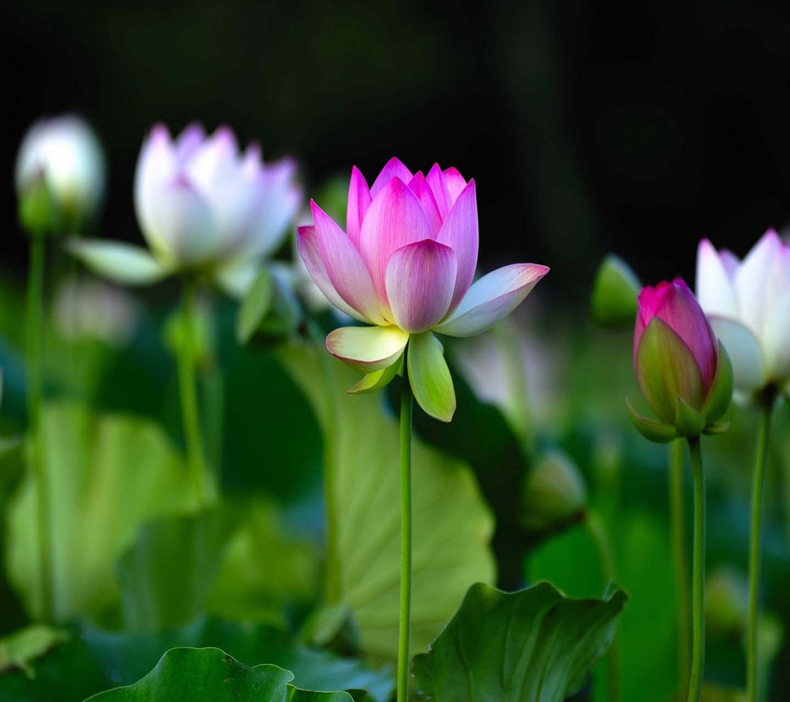 Há muitas flores rosa e brancas em um campo (bonito, bom, olhar, legal)