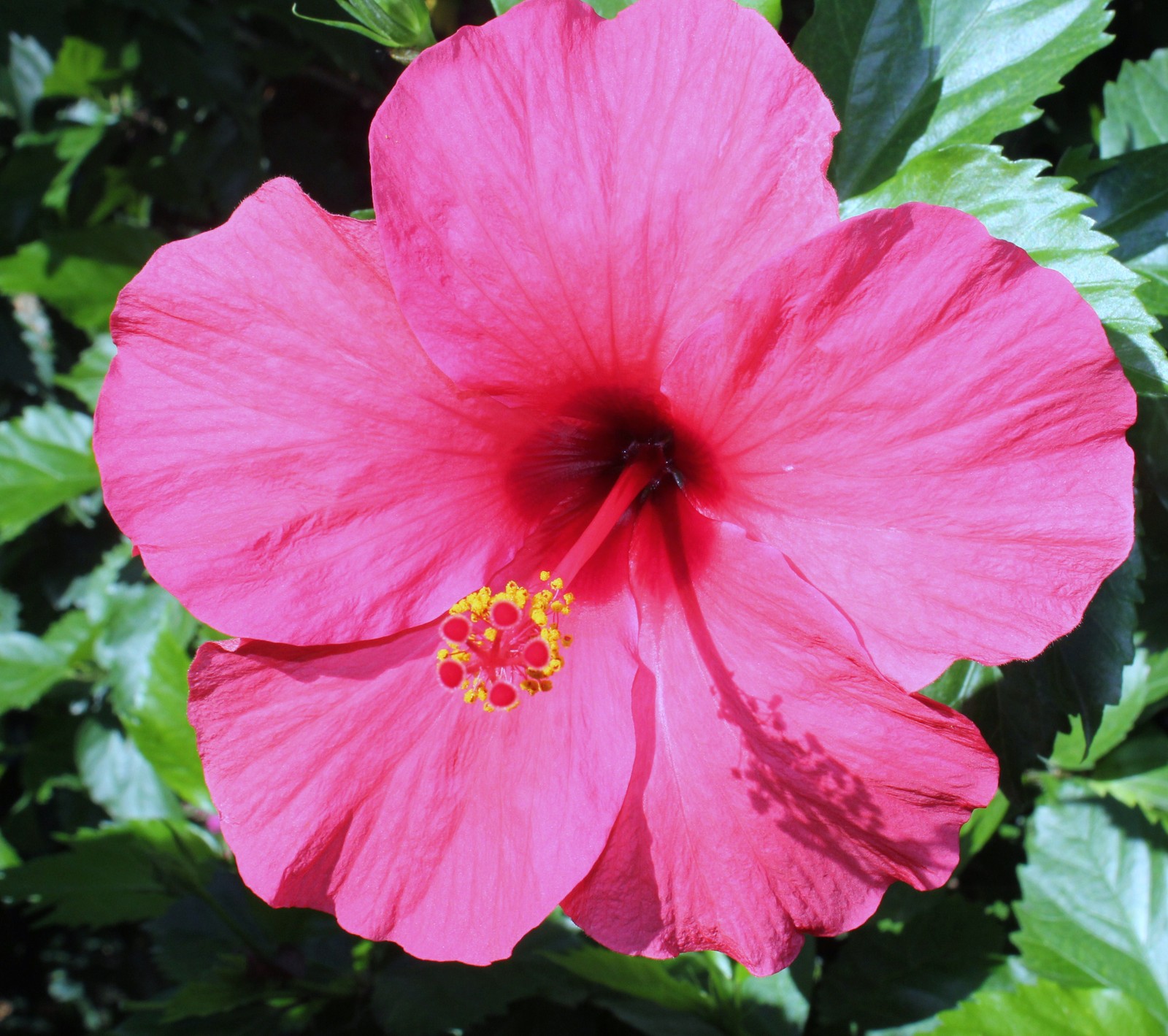 Um close-up de uma flor rosa com folhas verdes ao fundo (flor, plantas)