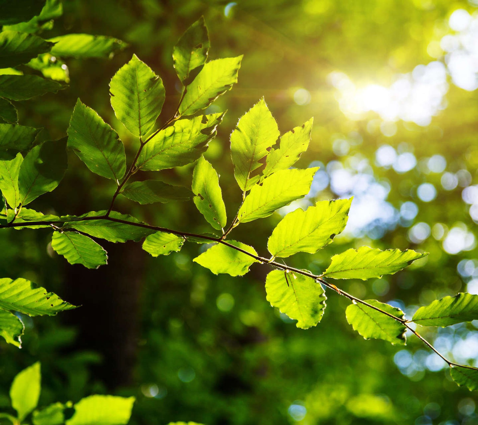 green, leaves, nature, spring, sunshine wallpaper