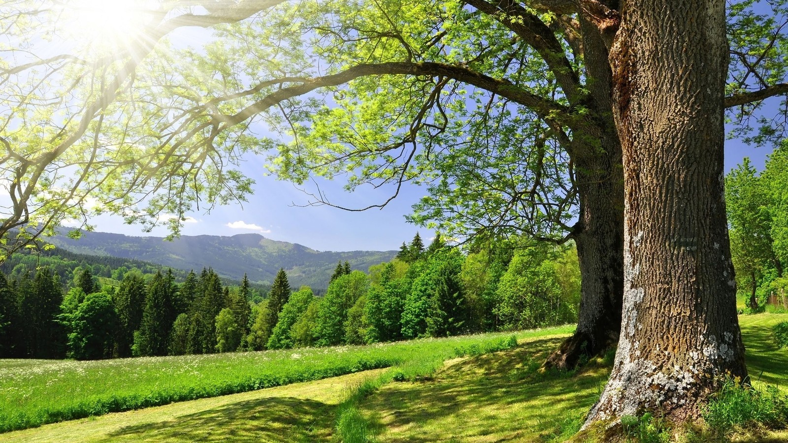 Uma grande árvore em um campo gramado com montanhas ao fundo (árvore, natureza, grama, luz solar, reserva natural)