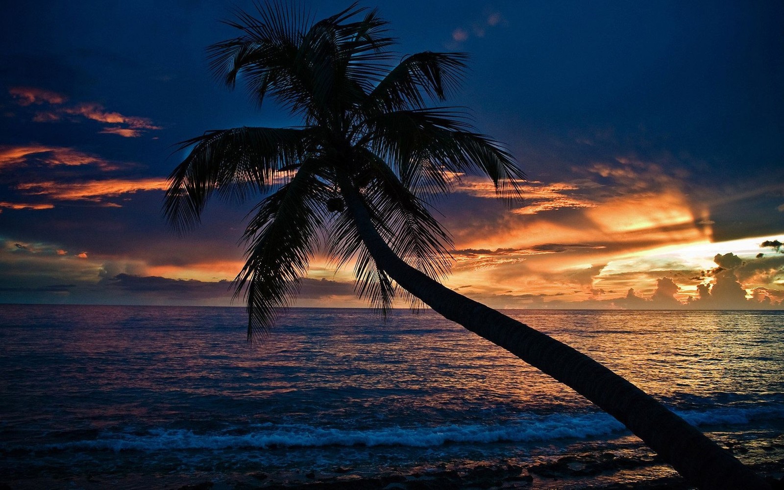 Una vista de una palmera inclinada sobre el océano al atardecer (playa, árbol de palma, atardecer, horizonte, trópicos)