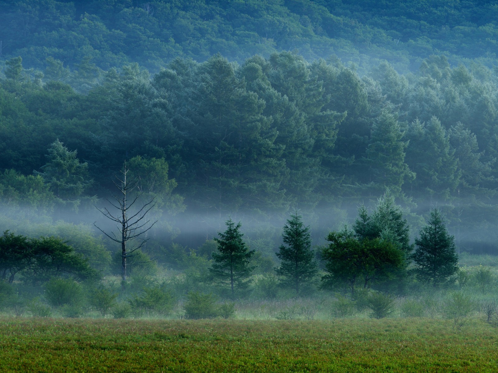 Trees in the fog in a field with a few green grass (tree, nature, mist, trees, forest)