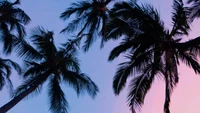 Ciel tropical avec des palmiers en silhouette au crépuscule