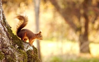 Écureuil rouge perché sur l'écorce d'un arbre dans une douce lumière d'automne