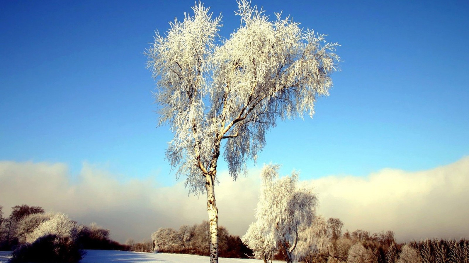 snow, winter, tree, frost, freezing wallpaper