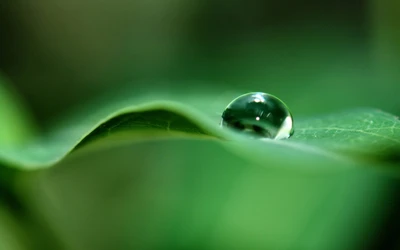 Fotografía macro de gotas de rocío en hojas verdes