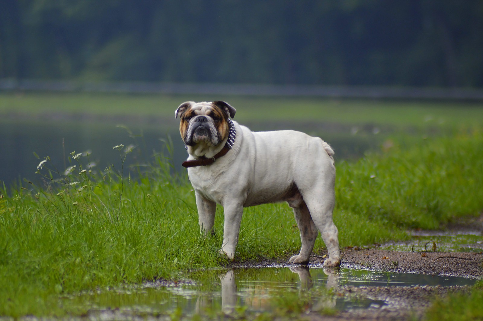 bulldog, dog, dog breed, canidae, olde english bulldogge wallpaper