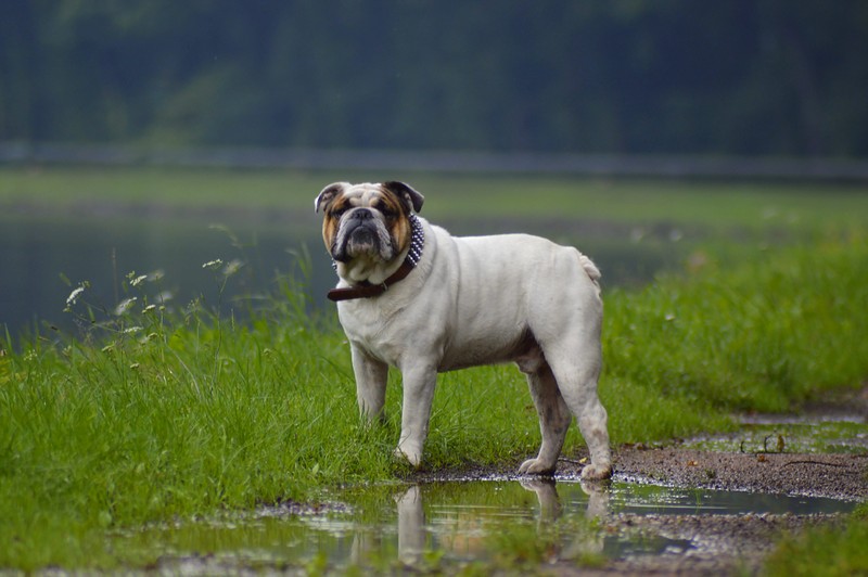 Собака стоит в воде у озера (бульдог, bulldog, собака, порода собак, canidae)