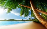 palm trees, tropics, tree, palm tree, caribbean