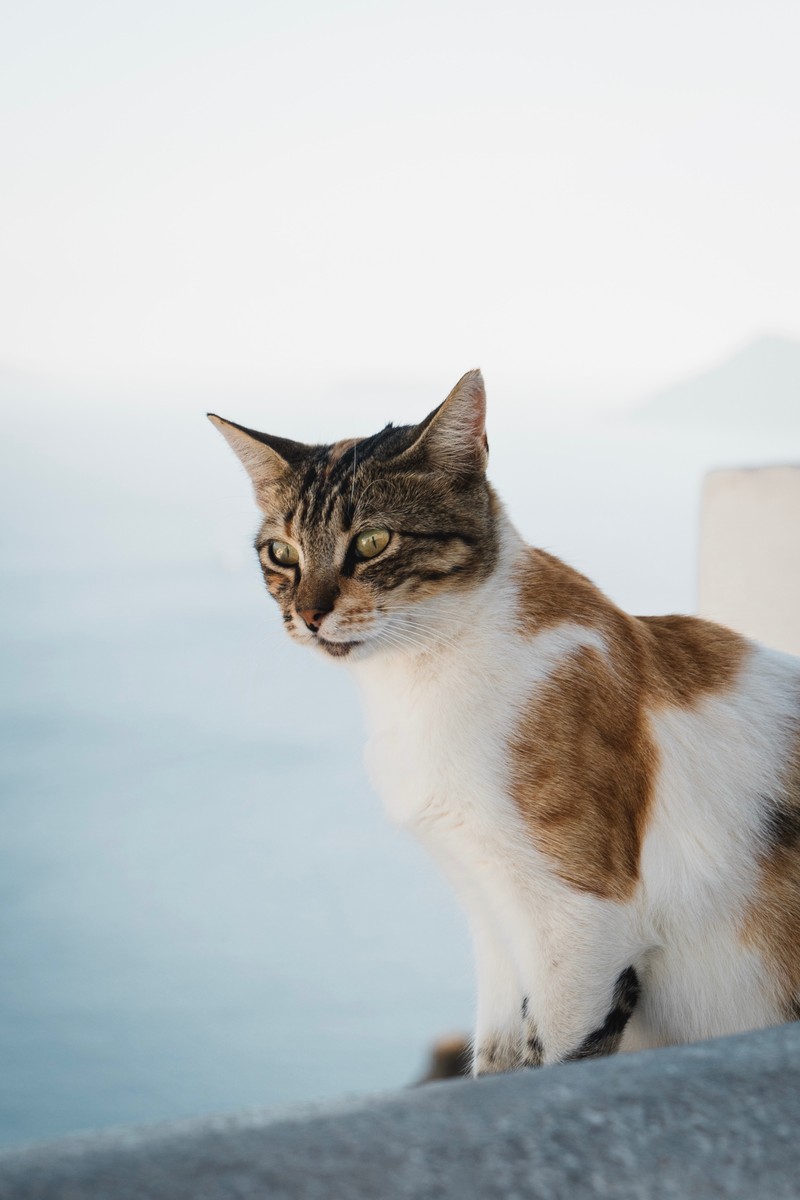 Кошка сидит на карнизе и смотрит на воду (кот, эгейская кошка, усы, felidae, американский вахта)