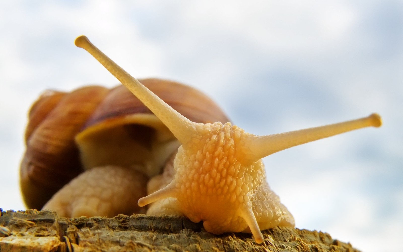 snail, snails and slugs, molluscs, schnecken, invertebrates wallpaper