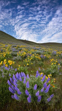 Prado vibrante de flores silvestres sob um céu nublado