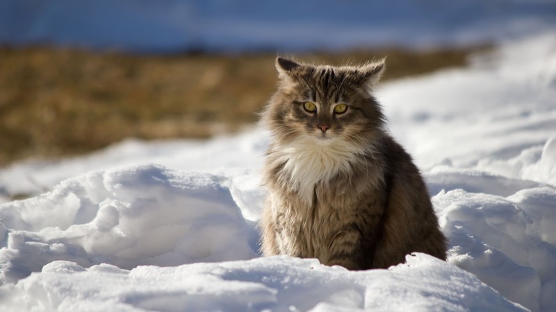 Кот, сидящий в снегу и смотрящий в камеру (котёнок, сибирский, норвежская лесная кошка, дикая природа, рыло)