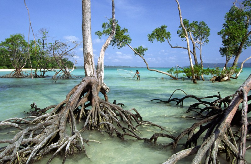 Деревья стоят в воде у пляжа (порт блейр, port blair, остров, природа, тропики)