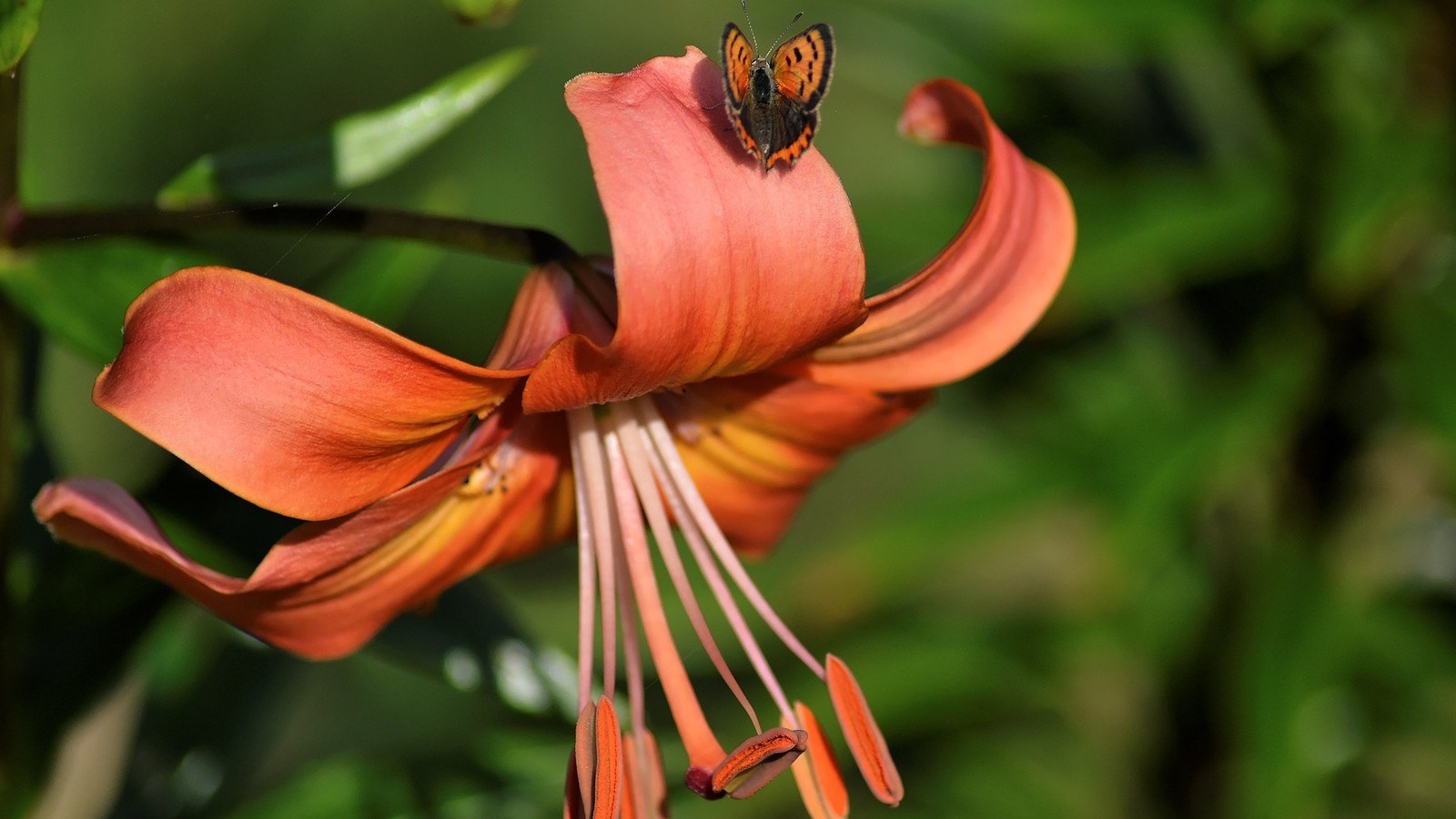 Il y a un papillon qui se pose sur une fleur (fleur sauvage, orange lily, tige de plante, plante à fleurs, fleur)