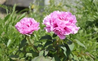 Vibrant pink peonies blooming among lush green foliage in a garden setting.