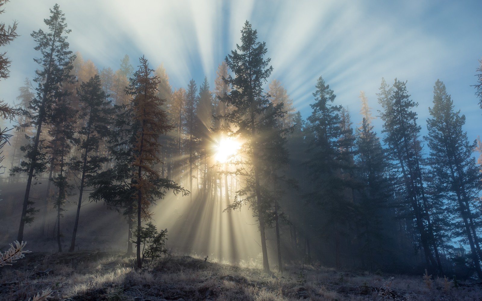 A view of a forest with sun shining through the trees (foggy sunset, forest, sun rays, landscape, trees)