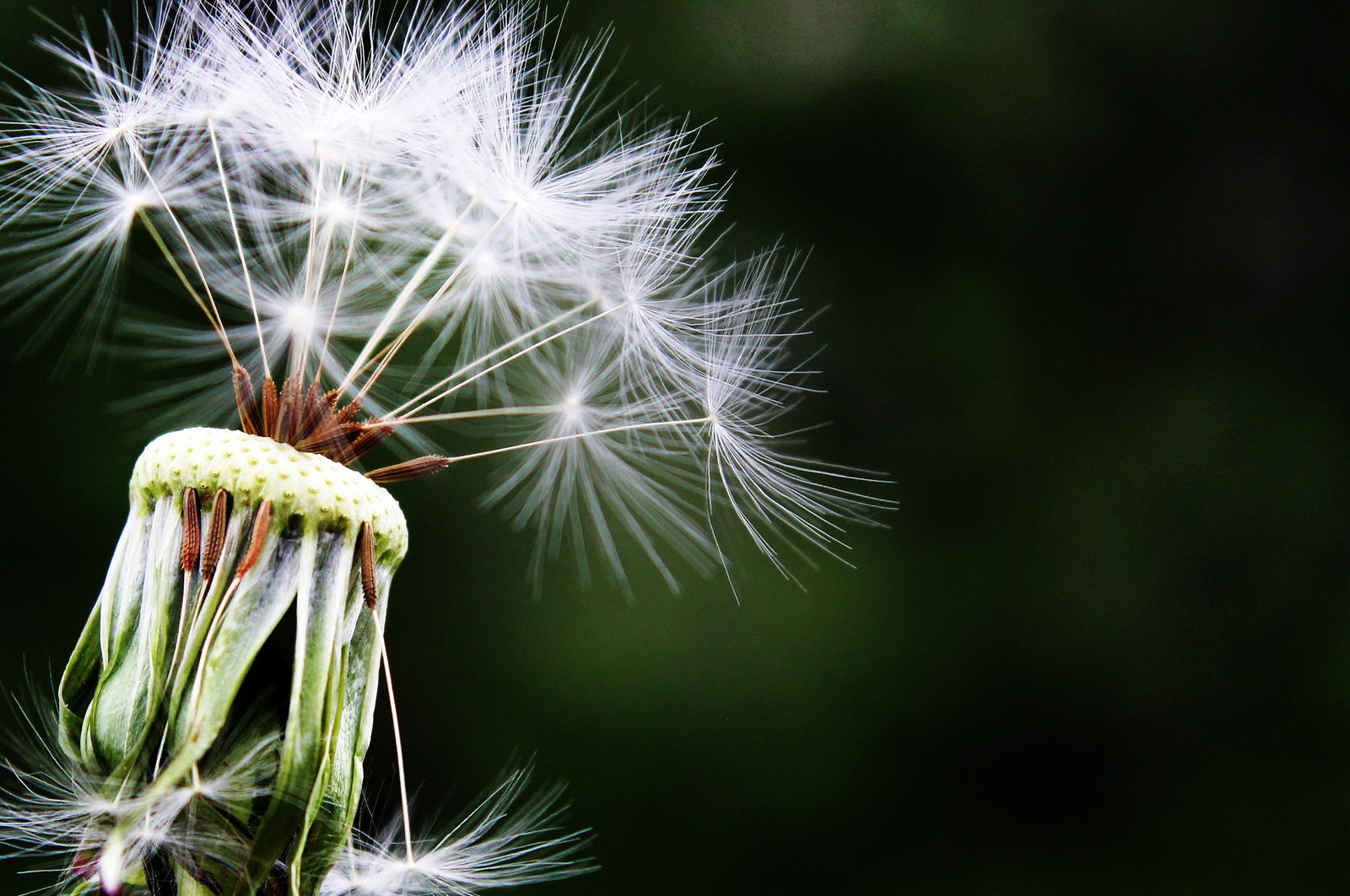 Araffe with a white flower with a green stem and a brown stem (flowering plant, wildflower, flower, dandelion, plant)